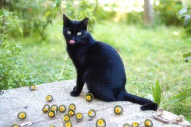 Toxoplasma gondii farkındalık kavramsal görüntü