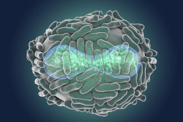 Variola virus illustration
