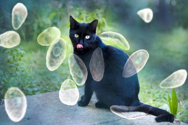 Toxoplasma gondii farkındalık kavramsal görüntü
