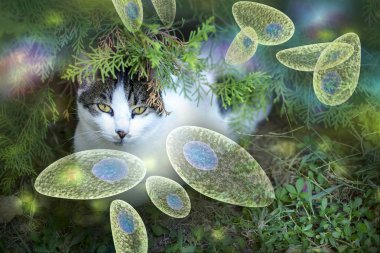 Toxoplasma gondii farkındalık kavramsal görüntü