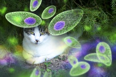 Toxoplasma gondii farkındalık kavramsal görüntü