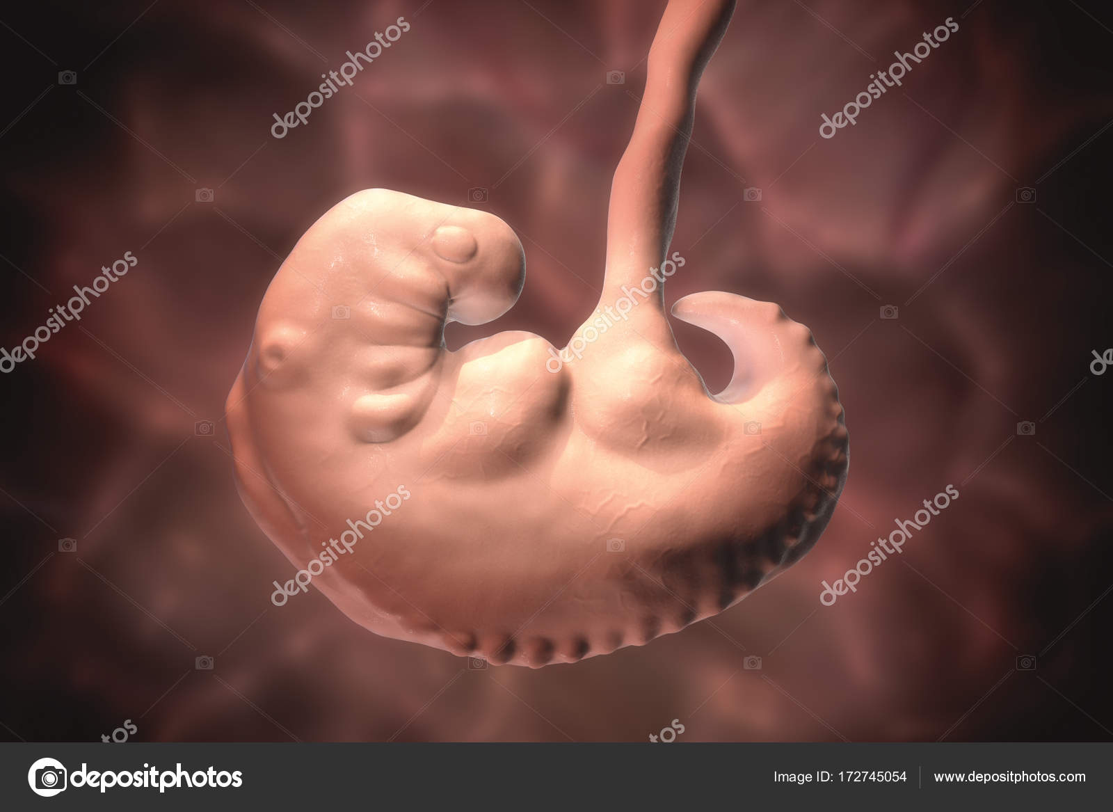 Embarazo. embrión de 4 semanas — Foto de stock © katerynakon #172745054 Embarazo. embrión de 4 semanas — Foto de stock © katerynakon #172745054