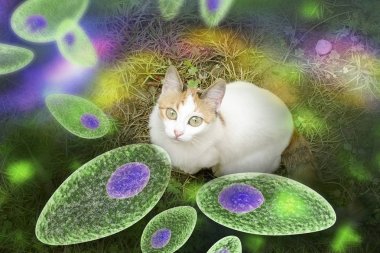 Toxoplasma gondii farkındalık kavramsal görüntü