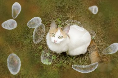 Toxoplasma gondii farkındalık kavramsal görüntü