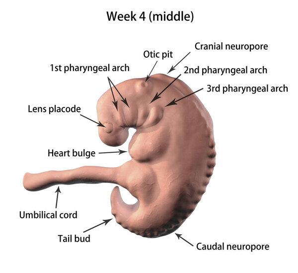 Pregnancy. 4 weeks embryo