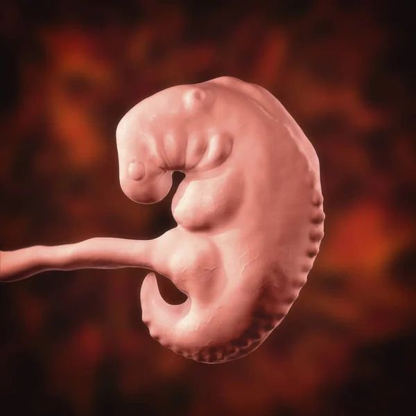 Gravidanza. 4 settimane embrione — Foto Stock