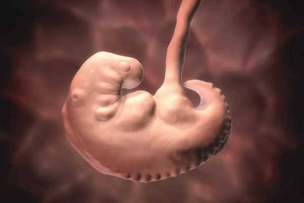 Graviditet. 4 veckors embryo — Stockfoto