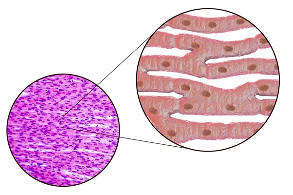 Structure histologique du muscle cardiaque — Photo