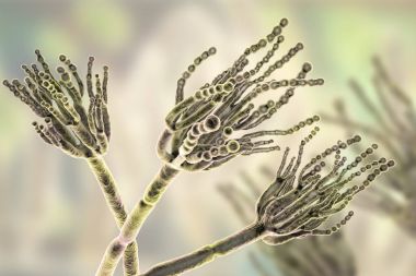 Neden gıda bozulmaları ve ilk antibiyotik penisilin üretimi için kullanılan mantar Penicillium