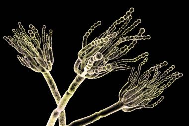 Neden gıda bozulmaları ve ilk antibiyotik penisilin üretimi için kullanılan mantar Penicillium