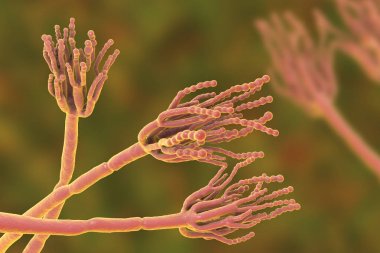 Neden gıda bozulmaları ve ilk antibiyotik penisilin üretimi için kullanılan mantar Penicillium
