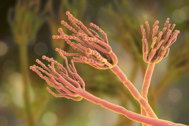Neden gıda bozulmaları ve ilk antibiyotik penisilin üretimi için kullanılan mantar Penicillium