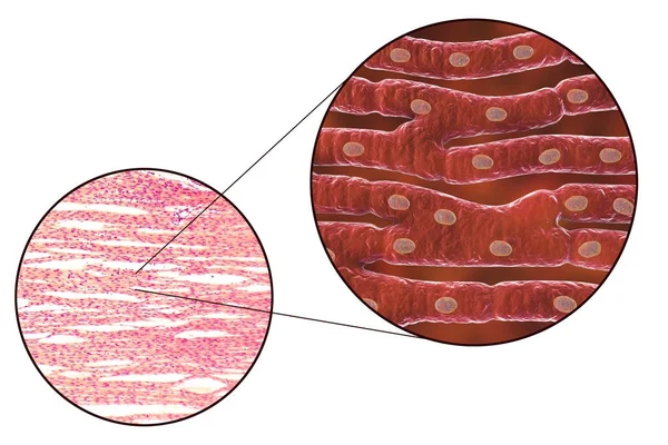 Гистологическая структура сердечной мышцы — стоковое фото