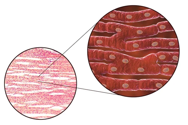 Histologische structuur van de hartspier — Stockfoto