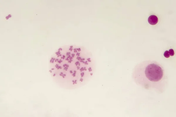 Männliche Chromosomen innerhalb der Zelle — Stockfoto