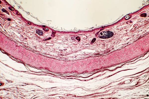 Elastic cartilage of human outer ear