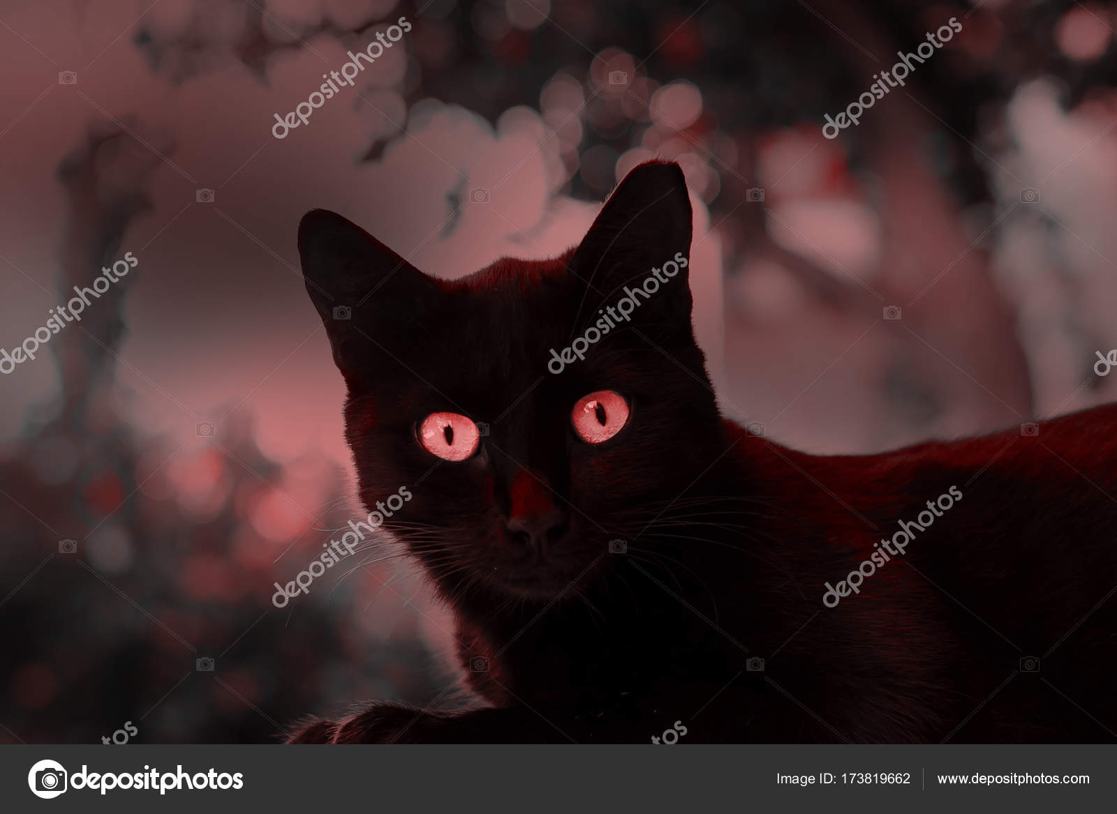 black cat with red eyes