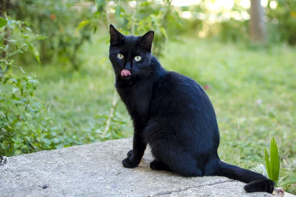 Gatto nero con gli occhi verdi — Foto Stock