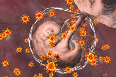Perinatal transmission of infection, conceptual image clipart