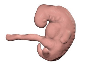 Four week embryo, late part of the fourth week on pregnancy clipart