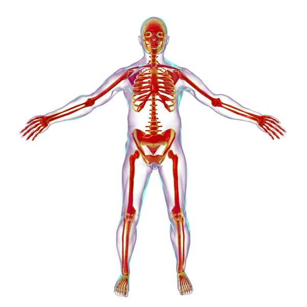 Męskie ciało z szkielet wewnątrz — Zdjęcie stockowe