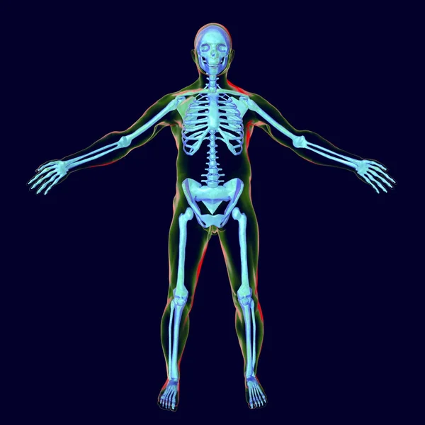 Mannelijk lichaam met skelet binnen — Stockfoto