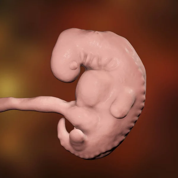 Чотиритижневий ембріон, пізня частина четвертого тижня вагітності — стокове фото