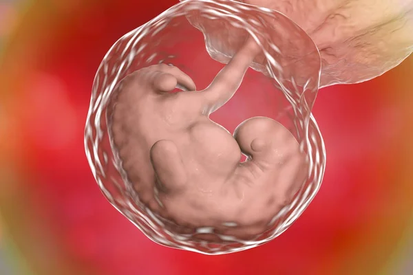 Čtyř týdnů embryo, pozdní část čtvrtého týdne, v těhotenství — Stock fotografie