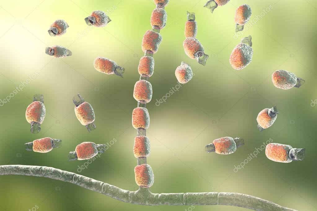 Hongos Coccidioides immitis 2023