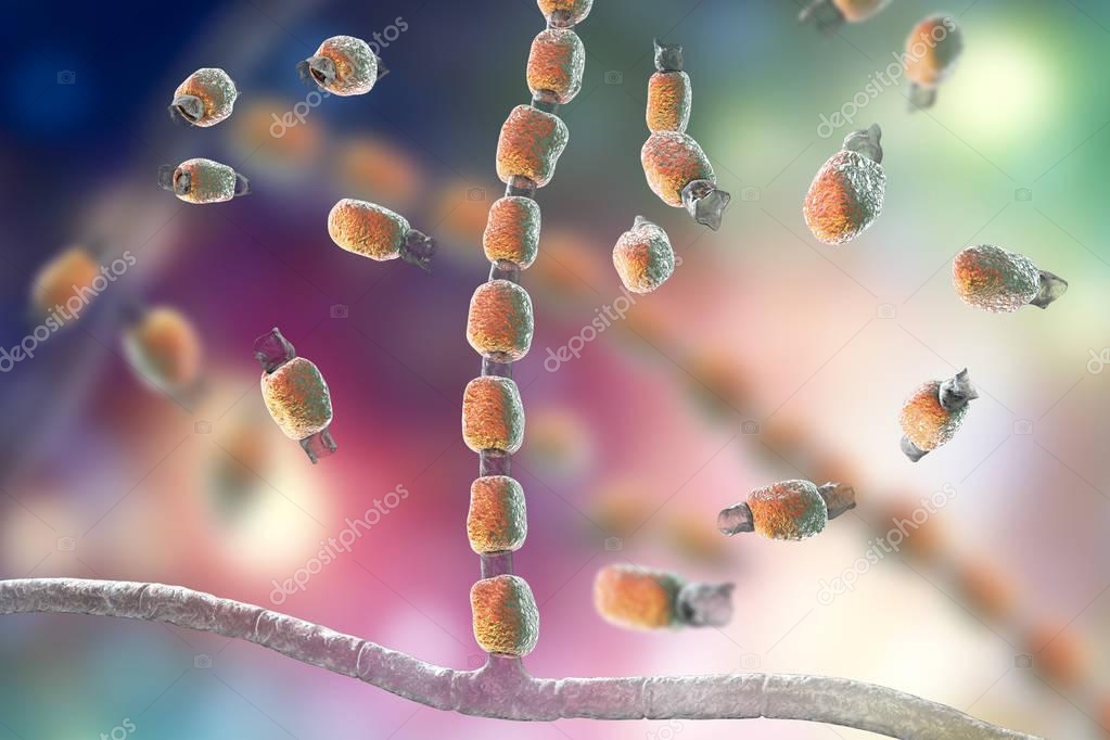 Hongos Coccidioides immitis 2024