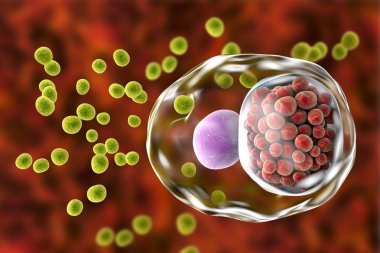 Chlamydia trachomatis bakteri