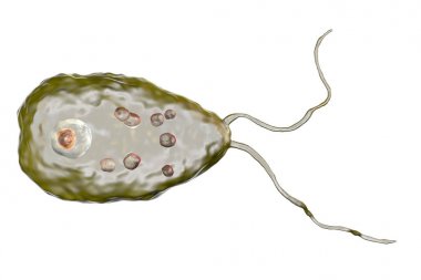 Flagellate form of the parasite Naegleria fowleri clipart