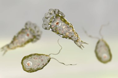 Parazit Naegleria fowleri şeklinde kamçılamak