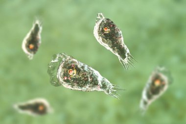 Parazit Naegleria fowleri şeklinde Trophozite