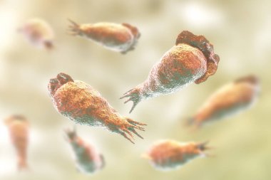 Parazit Naegleria fowleri şeklinde Trophozite