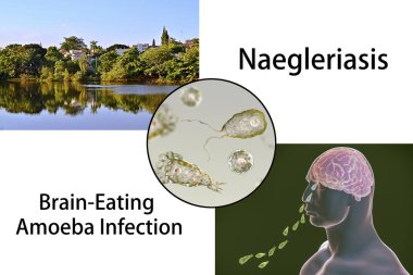 Parazit Naegleria fowleri şeklinde kamçılamak