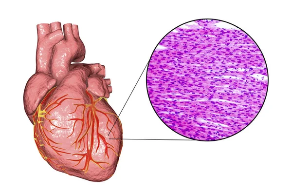 Kalp kas yapısı — Stok fotoğraf