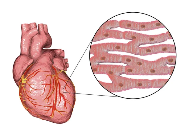 心臓の筋肉の構造 — ストック写真