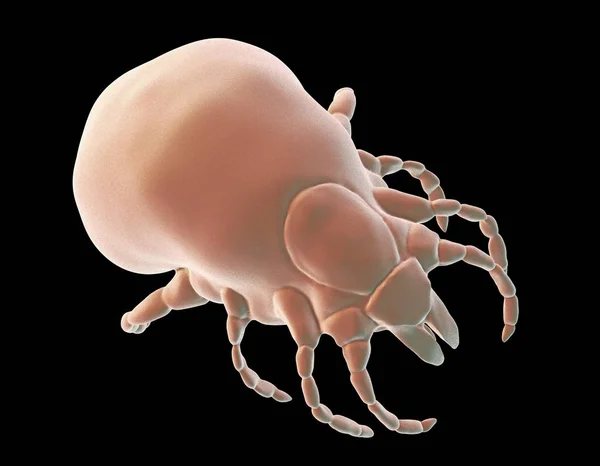 Tick Ixodes, un artrópodo responsable de la transmisión de la enfermedad de Lyme — Foto de Stock