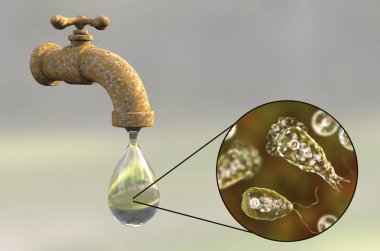 Brain-eating amoeba Naegleria fowleri in tap water clipart