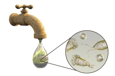 Brain-eating amoeba Naegleria fowleri in tap water clipart