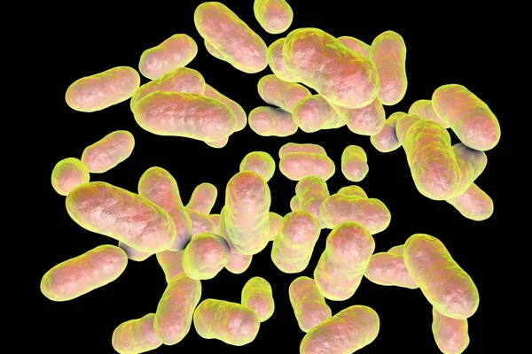 Ilustracja bakterie Prevotella — Zdjęcie stockowe