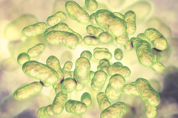 Prevotella bacteria illustration — Stock Photo, Image