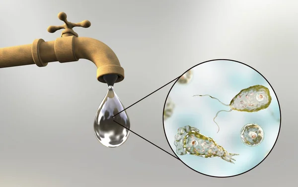 Ameba comedora de cerebro Naegleria fowleri en agua del grifo — Foto de Stock
