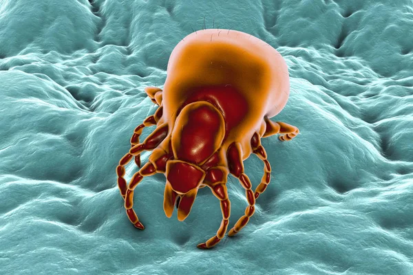 Tick Ixodes, членистоногий, ответственный за передачу бактерий Borrelia burgdorferi — стоковое фото