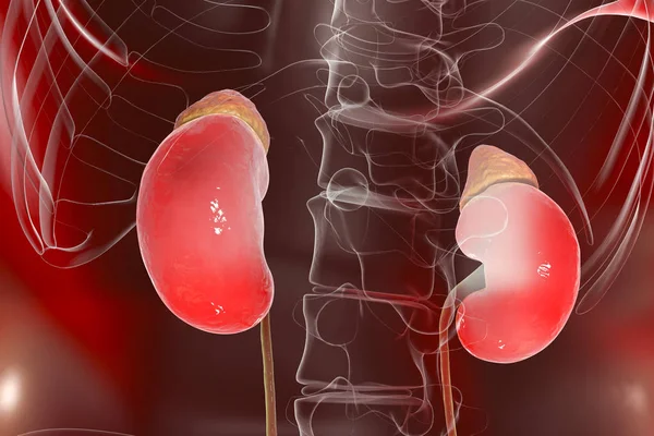 Human kidneys with adrenal glands