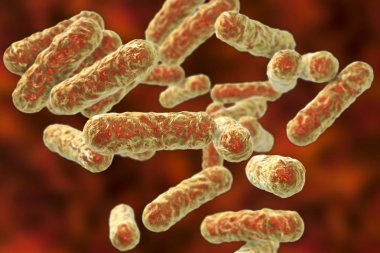 Bartonella henselae bakteri, kedi Tirmigi Hastaligi hastalığının