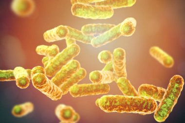 Bartonella quintana bakteri, siper ateşi hastalığının