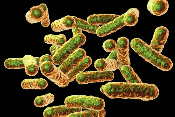 Bartonella quintana bakterii, sprawczy gorączka Okopowa — Zdjęcie stockowe