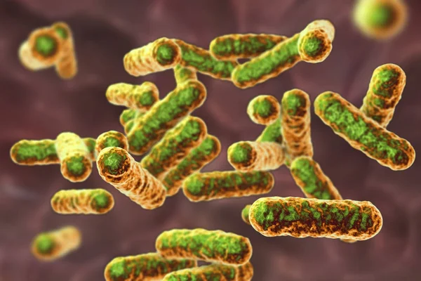 La bacteria Bartonella quintana, el agente causal de la fiebre de las trincheras —  Fotos de Stock